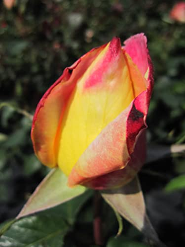 Baumschule Pflanzenvielfalt Rosa Orient Express® - Edelrose Orient Express®