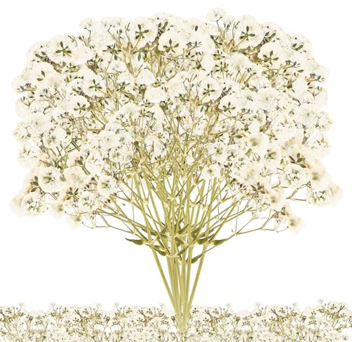 Torkade Blommor 100 Stycken Pressade Blommor Torkade Blommor Mini Gypsophila Bukett Massa Blommor För Harts DIY Smycken Ljus Nagelkonst Hantverk Scrapbooking Blomdekoration