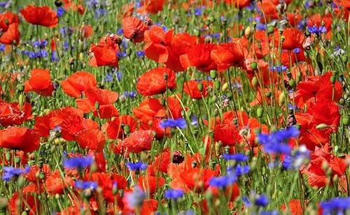 Klatschmohn und Mornblume MIX 200 Gramm = 400 qm Mohnwiese Mischung für ein Rot-blaues Blütenmeer Bienenwiese Bienenblumen