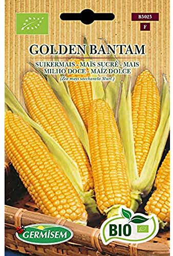 Germisem Bio Graines Maïs sucré GOLDEN BANTAM