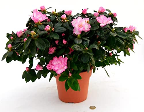 POWERS TO FLOWERS - AZALEA ROSA BICOLORE XXL vaso 20cm, pianta vera