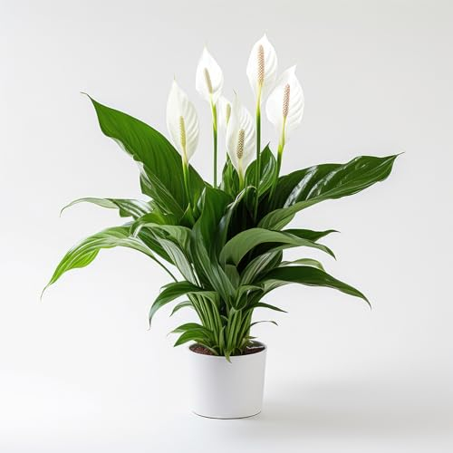 YouGarden Peace Lily Indoor Plant, Spathiphyllum 'Sweet Silver', Established Plant in 13cm Pot, House Plants for Purifying Air, Perfect for Homes and Offices