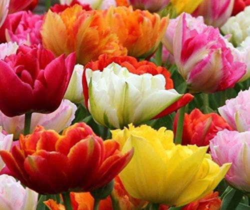 30 X Tulipani Doppi - Tulipa Double Mix - Tulipani Doppi Misti Ø 12/+ (30)