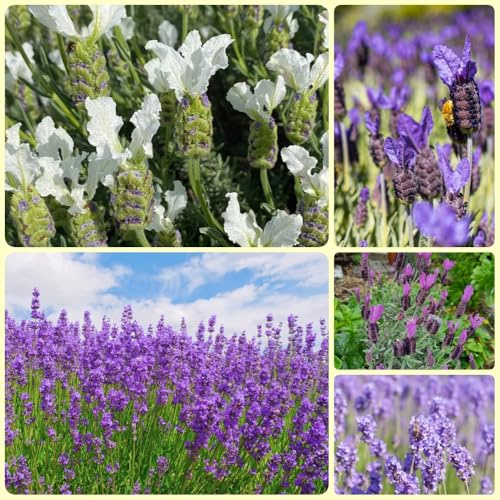 LavendelSamen, geschenke für gärtner Lavandula angustifolia - bio wildblumensamen blumensamen 500pcs