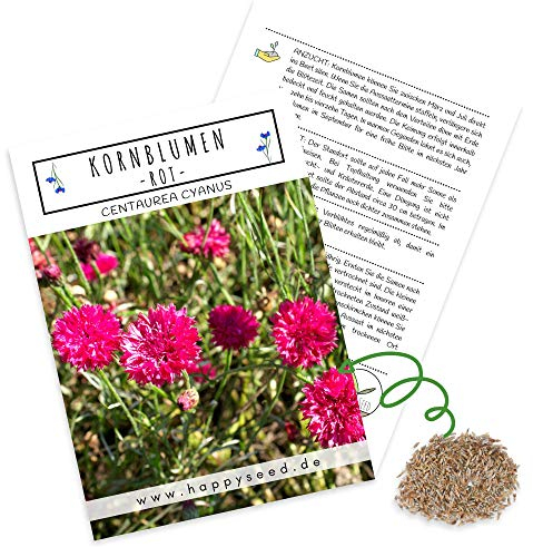 Graines de bleuets (Centaurea cyanus), belles fleurs lumineuses avec une longue période de floraison pour une prairie fleurie colorée (rouge, grain 1000, 80 cm)