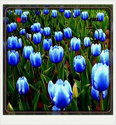 Tulpenzwiebeln-Winterhart MehrjäHrig,Tulpenzwiebeln Winterhart,Tulpenzwiebeln Winterhart Aus Holland,Tulpen Pflanzen,In Töpfe Pflanzen,Zuverlässiger Verkäufer