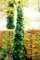 Lebensbaum Säulen-Lebensbaum Thuja occidentalis Columna Containerware 60-80 cm