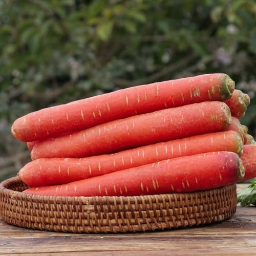 semi di carota, carota antiche varietà, varietà antiche da giardino roccioso resistenti, vecchi 600pcs
