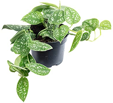 Gefleckte Efeutute - pflegeleichte Zimmerpflanze, Scindapsus pictus 'Argyraeus' - Höhe ca. 15 cm, Topf-Ø 12 cm