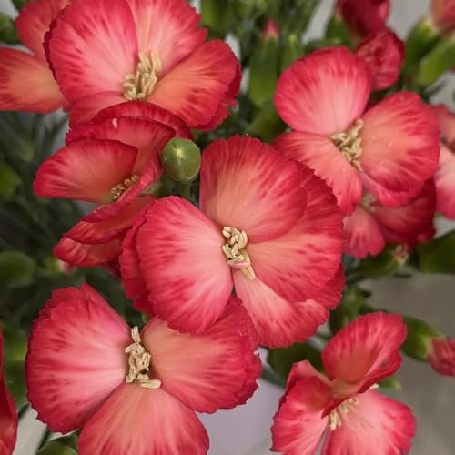 Semi di garofano, semi di selvatici di garofano selvatico, per luoghi soleggiati decorazione soggiorno perenni 80pcs