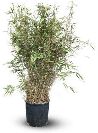 Attitude Jardin - Fargesia Rufa - bambou - 110-120 cm - ⌀ 24 cm - plante d'extérieur