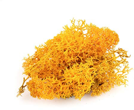 War World Scenics Lichen Orange Moss Model Foliage 60g – Model Railway Wargame Scenery Landscape Modelling Trees Bushes Hedges Diorama Basing Material