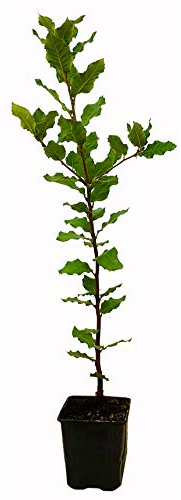Seedeo® Steineiche (Quercus ilex) Pflanze ca. 20 cm