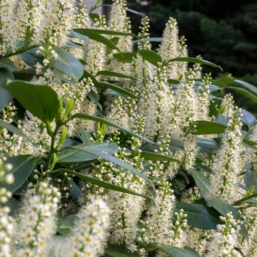 semillas de laurel cerezo - perennes resistentes, interior purificadoras del aire 150pcs