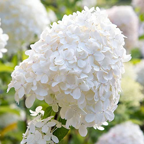 YouGarden - 1 x Hydrangea paniculata 'Silver Dollar' in a 9cm Plant Pot White Hydrangea Plants Outdoor Plants for Gardens, Supplied as 1 x Plants Outdoor Garden Ready, Strong White