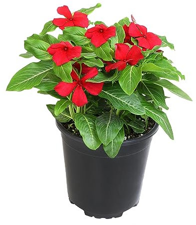 Vinca Mayor Natural Adelfilla Estival Perfecta para Tu Patio