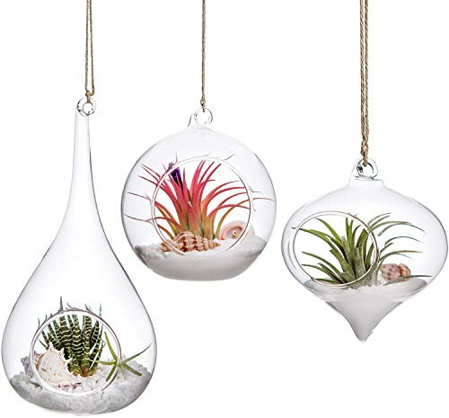 Mkouo 3 Pack Jardinière Suspendue en Verre Terrarium Porte-fougère Plants Hanger Vase Home Decoration Xmas Gift for Succulent Moss Tillandsias Air Plants, Olive, Globe and Teardrop
