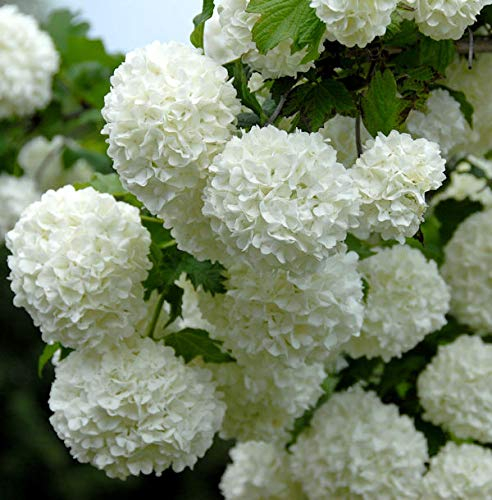 Echter Schneeball 80-100cm - Viburnum opulus Roseum