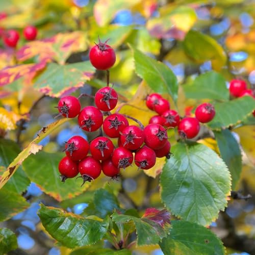 Plant Theory 1.5m - 1.8m Prunifolia Broad Leaved Cockspur Thorn Tree Crataegus Persimilis 9L Pot