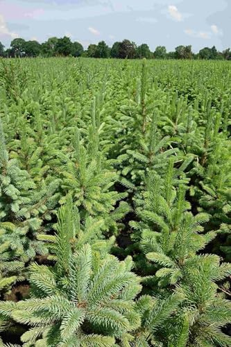 10st. Blaufichten picea pungens glauca 15-30cm Blaufichte Wurzelware Fichte Tanne Nadelgehölz