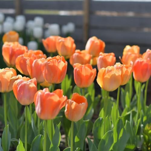 Bulbi di tulipano per i luoghi soleggiati bulbi tappezzanti in vaso decorazioni giardino per esterni arredamento del soggiorno ornamentali del 5pcs