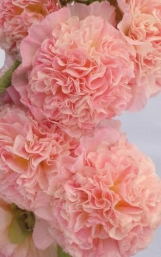 Graines trémière Chaters saumon rose houx Hock Seeds 50 graines (vivaces)