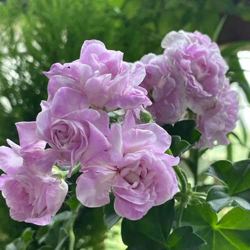 geranien samen winterhart - pelargonium - gartenblumen, zimmerpflanzen samen geranien pflanzen samen, gartendeko für draußen, balkonpflanzen wildblumensamen, hochbeet samen 25pcs