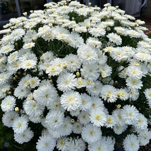 Semillas de margarita - decoraciones de jardín para exteriores semillas como recuerdo fiesta mariposas cobertura del suelo para lugares soleados 100pcs
