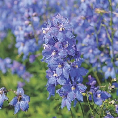 6 x Delphinium 'Piccolo' - Verzweigter Rittersporn Piccolo Topf 9x9cm