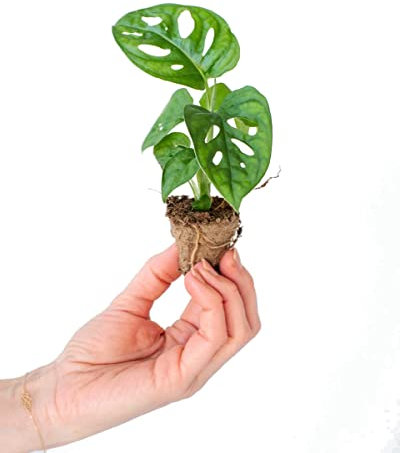 Monstera Obliqua | Colección MiniPlanta | DECOALIVE | Plantas Naturales de Pequeño Tamaño para Verlas Crecer