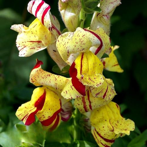 Snapdragon Brighton Rock 1000 Seeds + Plant tag + Freebie - Antirrhinum Majus