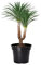 Garronda Blumentopf Kunststoff Pflanztopf rund Kräutertopf Anzuchttöpfe Blumentopf Schwarz für Innen und Aussen 45cm GD-0025 (1 Stück - Schwarz, ⌀ 45cm H=33,5cm)