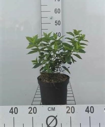 Hydrangea paniculata 'Little Lime' (Jane) - Hortensia paniculé 'Little Lime', Hortensia paniculé 'Jane' 25-30 cm en pot