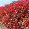 Nouveau frais 100pcs graines d'arbre photinia