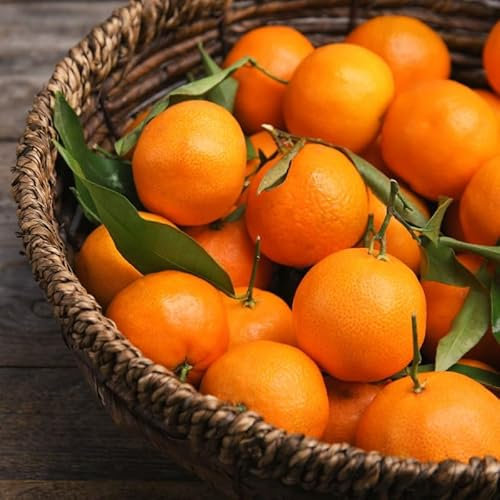 Mandarinenbaum Mandalate 120-150 cm – Robuster Citrusbaum mit süßen Früchten | Ideal für Garten & Balkon