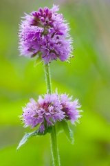 JustSeed - Wild Flower - Water Mint - Mentha aquatica - 400 Seed