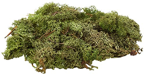 Glorex 6 3803 606 – Islandmoos, 50 g, mörkgrön, för pyssel, dekoration, för modell- och krusbyggnad