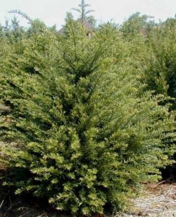 Heimische Eibe Taxus baccata 80-100 cm hoch im 7,5 Liter Pflanzcontainer