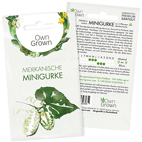 Mini Gurken Samen: 5 Salatgurken Samen für Mexikanische Minigurke – Gemüse Samen für Snackgurken Pflanzen – Snackgurken Samen – OwnGrown Samen Gurke