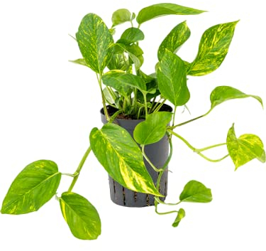 Golden POTHOS - Scindapsus Epipremnum Aureum - Devils Ivy Indoor House Plant in 12cm Pot