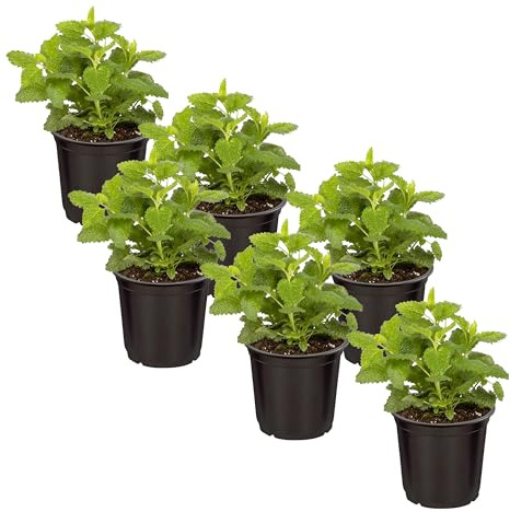 Live Aromatic and Edible Herb - Lemon Balm (6 Per Pack), Naturally Reduces Stress and Improves Air Quality, 8 Tall by 4 Wide