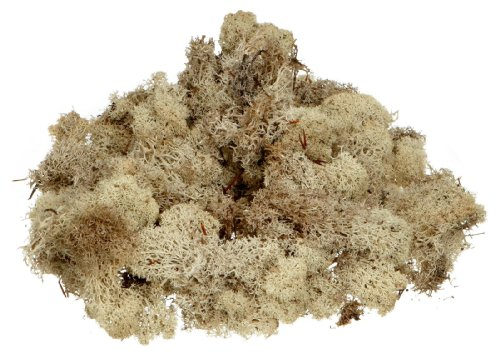 KnorrPrandell 6695973 Islandmoos, natur hell, Natürlich