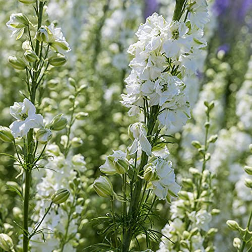 semi delphinium di 550pz