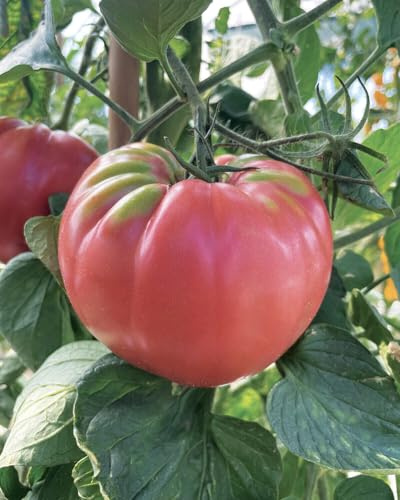 60 SEMI DI POMODORO BELMONTE-