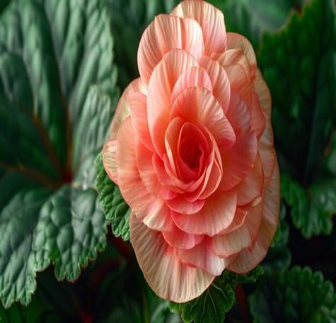 90 graines de fleurs de bégonia