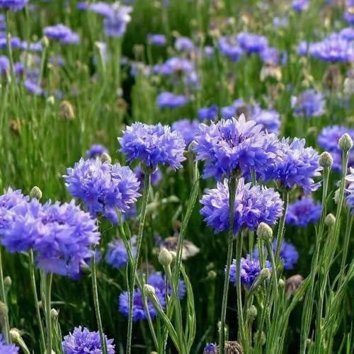 semillas de aciano orgánicas resistentes para el jardín de aciano de jardín de rocas de balcón perennes resistentes 600pcs