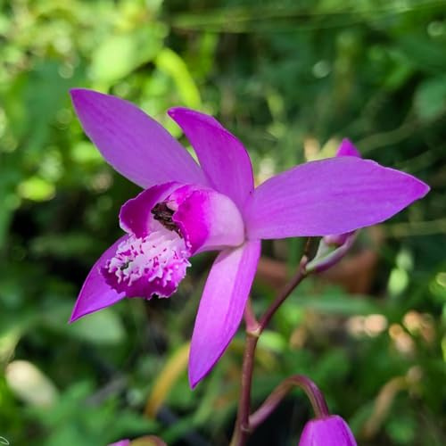 Bulbi da Fiore | Bulbi provenienti dai migliori produttori Olandesi | Esclusiva selezione e controllo qualità | Fioritura garantita. (1 Bletilla striata - Orchidea da giardino)