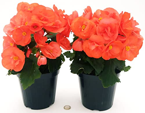 POWERS TO FLOWERS - BEGONIA ARANCIONE 2 PIANTE, VASO 14 CM, piante vere