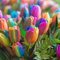 Tulipani bulbi perenni.Sempreverde e resistente. Tulipani bulbi.Tulipani bulbi olandesi.Tulipano pianta.Fiori perenni.-4 bulbi-A