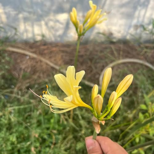 giglio ragno, giglio di sangue - giardino di primaverili regalare lycoris radiata resistenti in vaso decorazione soggiorno giardino decorazione 5bulbi